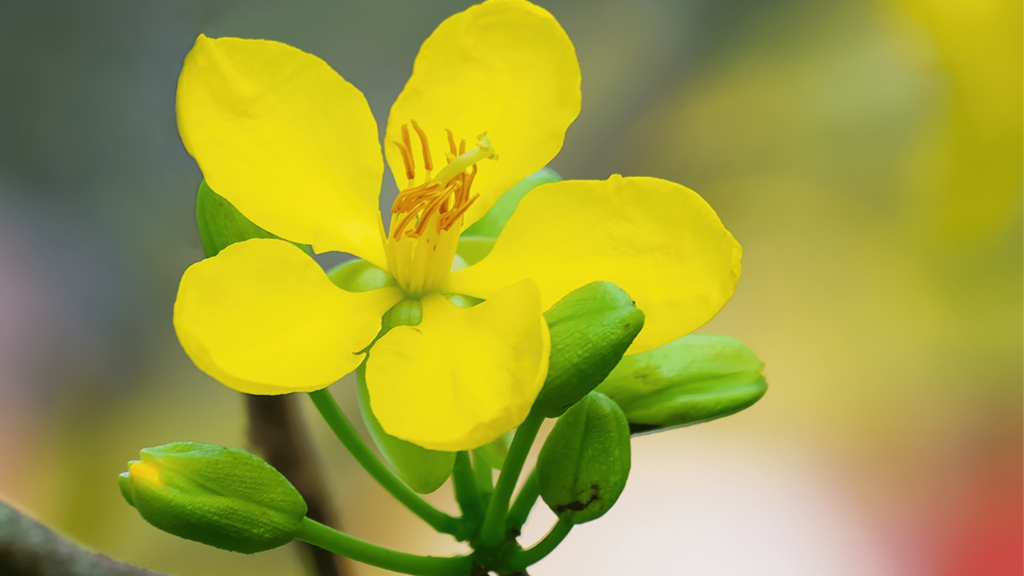 flores fortalecedoras para la raiz capilar