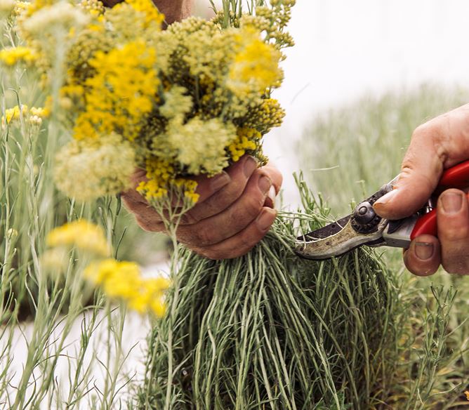 flores medicinales para cabello revitalizado