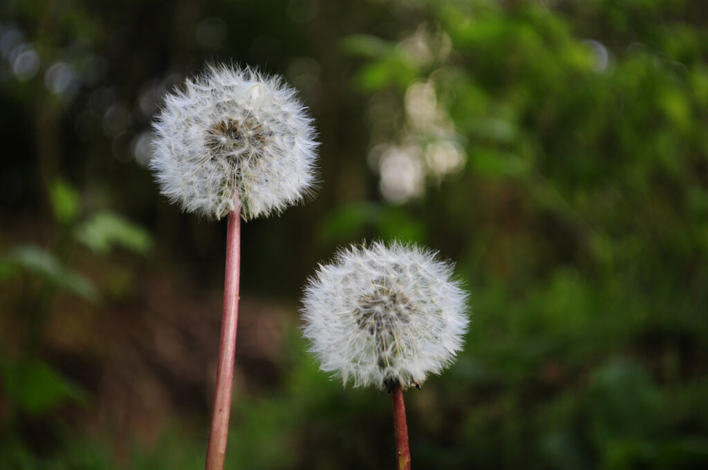 flores para fortalecer el cabello