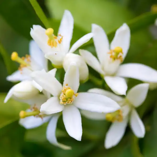 floriterapia de azahar beneficios y usos