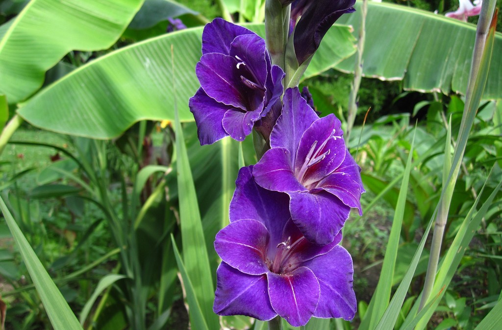 floriterapia de gladiolo beneficios y usos