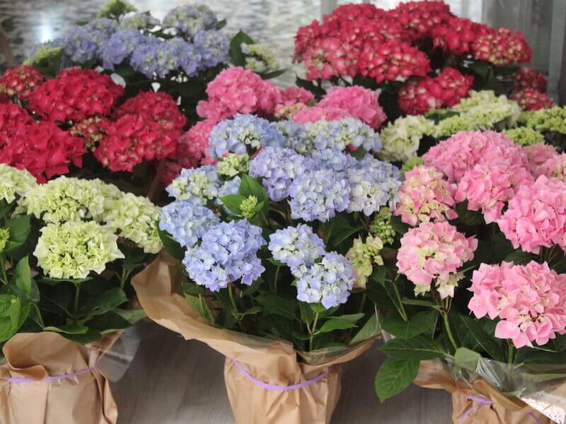 floriterapia de hortensia beneficios y usos