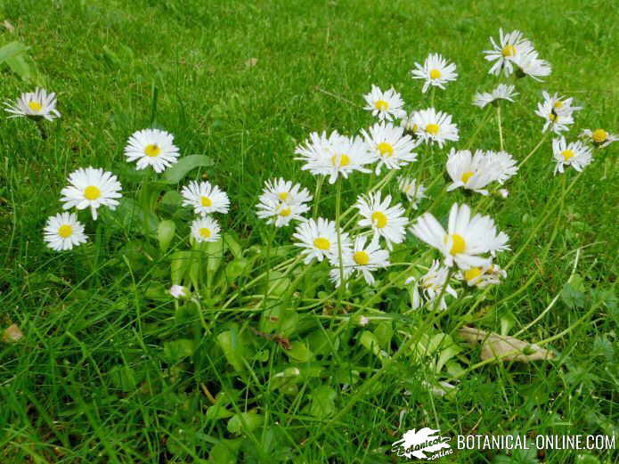 floriterapia de margarita beneficios y usos