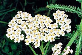 floriterapia de milenrama beneficios y usos