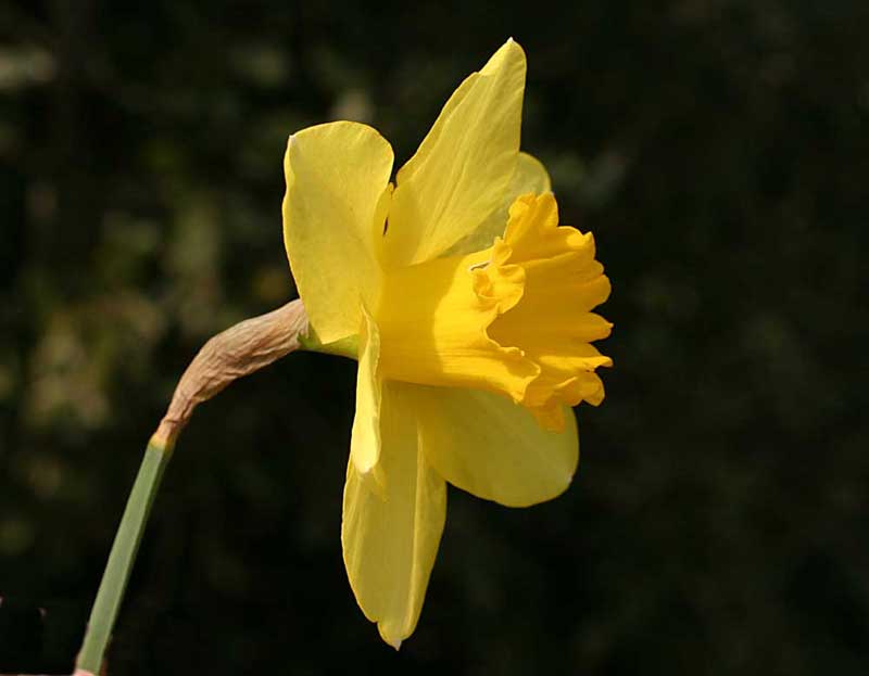 floriterapia de narciso beneficios y usos