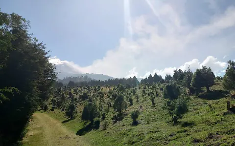 floriterapia de palo de rosa beneficios y usos