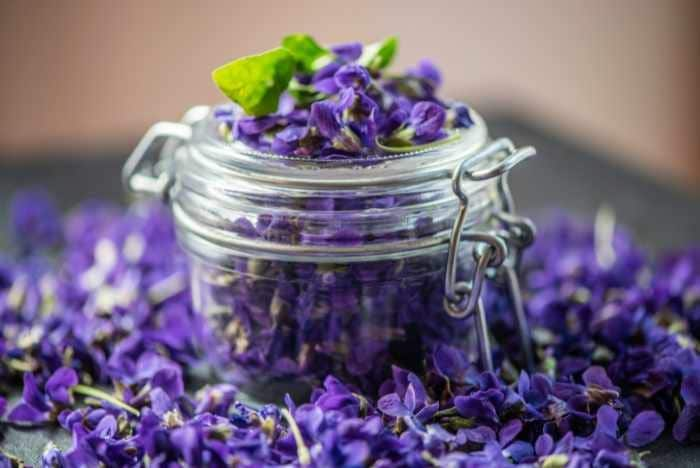 floriterapia de violeta beneficios y cuidados