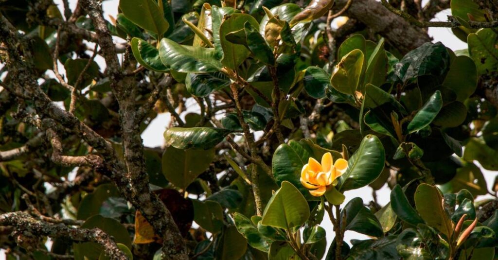 floriterapia magnolia beneficios y usos