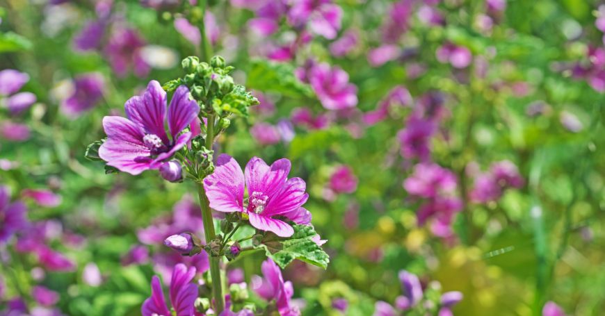 malva floriterapia beneficios y usos