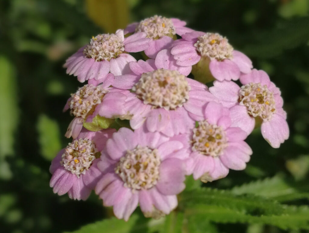 terapia de flores de aquilea