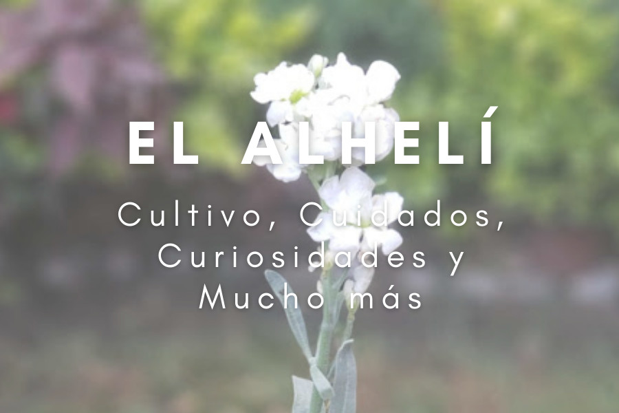 terapia floral de alheli