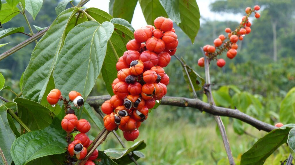 acondicionador de guarana nutricion potenciada