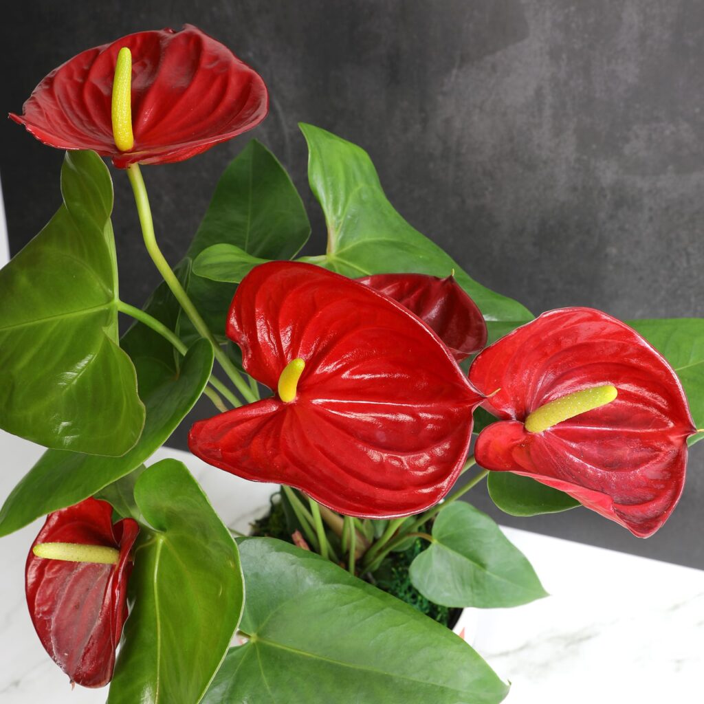 anthurium elegancia floral