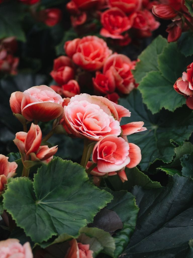 begonia luminosidad y vitalidad para cabellos apagados