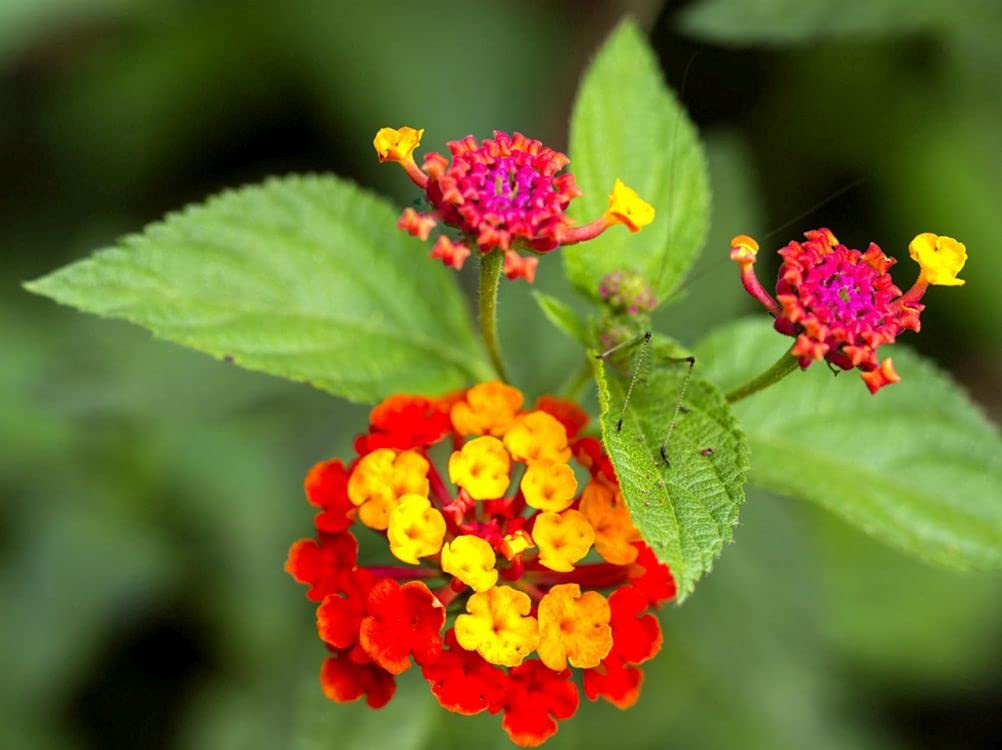 brillo y color vibrante con lantana la formula perfecta