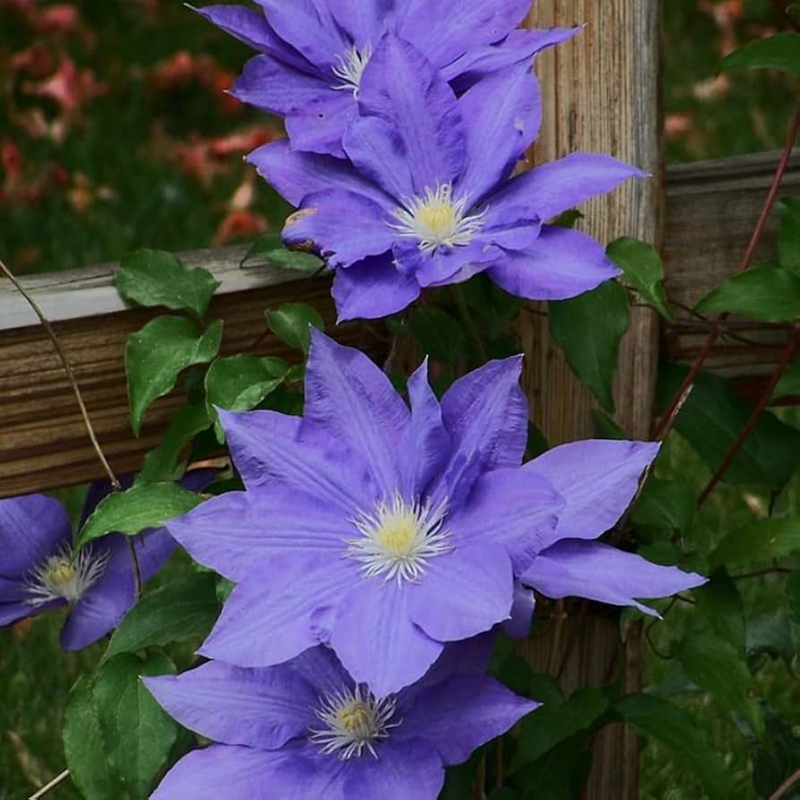 clematis belleza en cada fibra