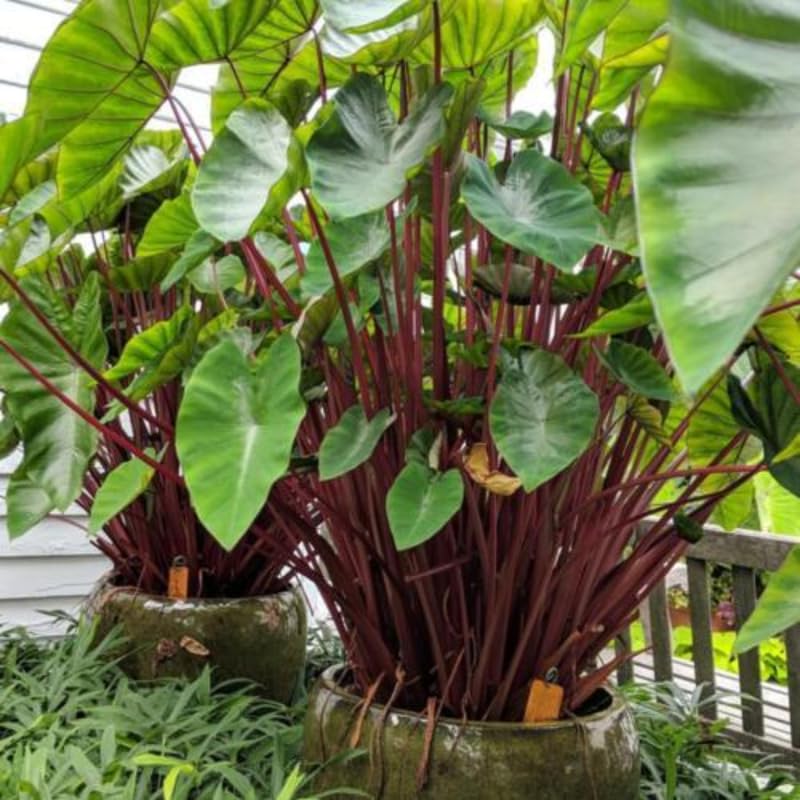 colocasia belleza capilar