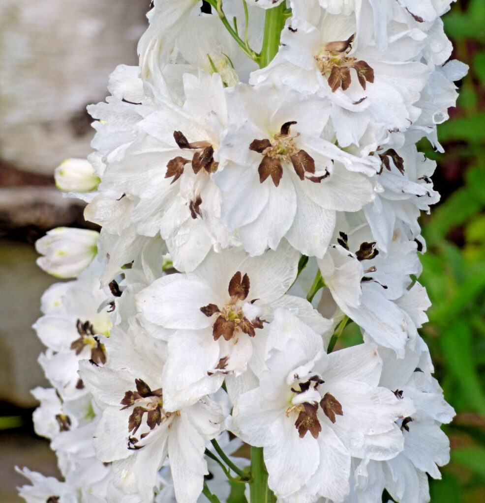 delphinium renovacion capilar deslumbrante