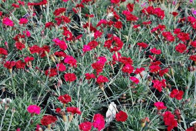 dianthus belleza capilar