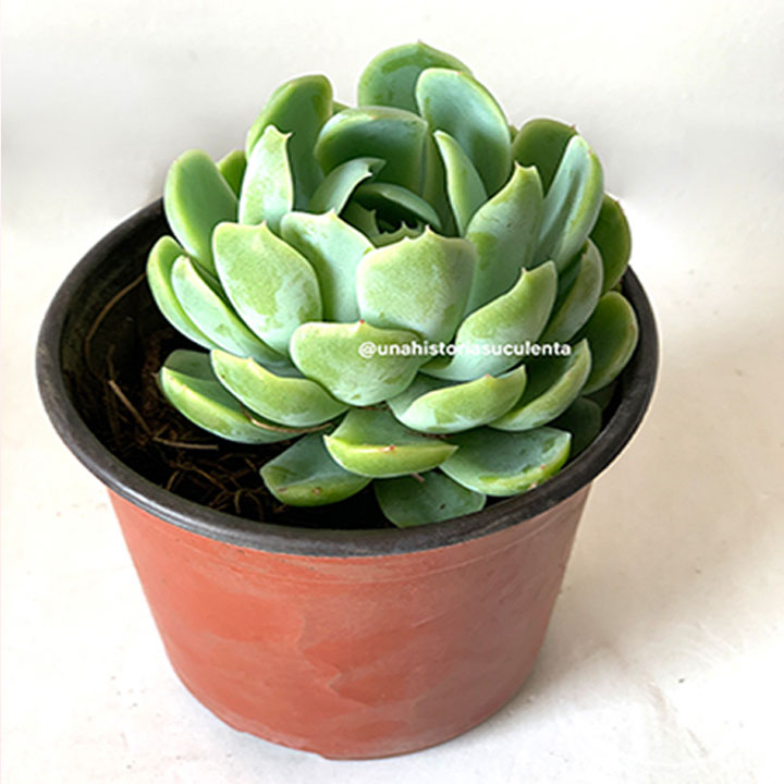 echeveria renovacion capilar