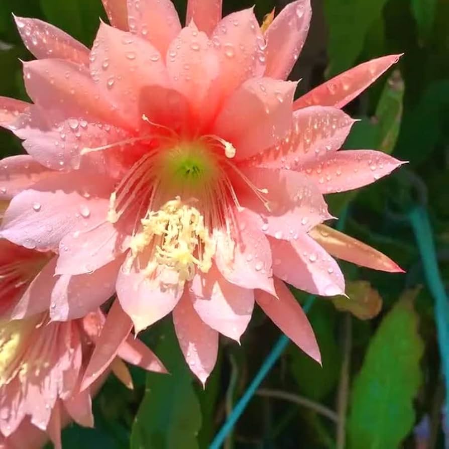 epiphyllum fortaleza y brillo para una melena radiante