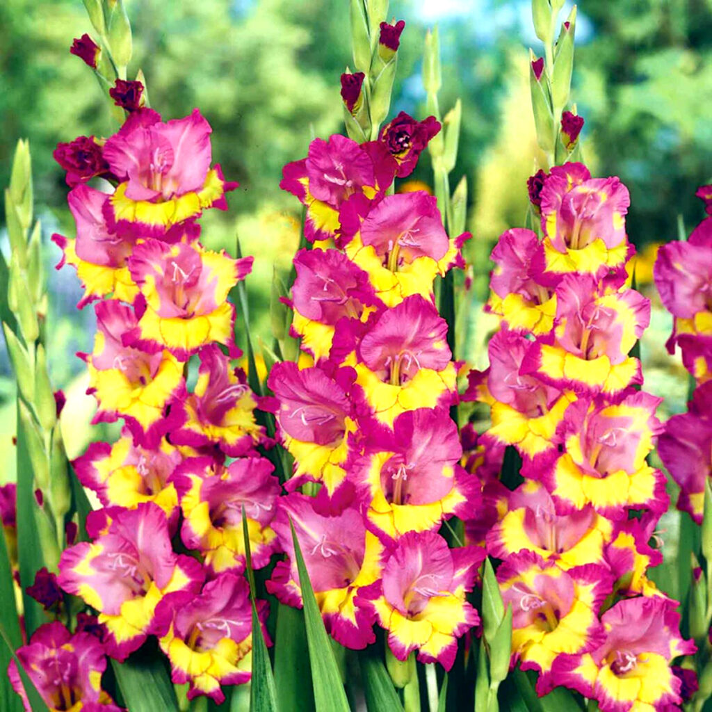 flores de gladiolus belleza y vitalidad capilar