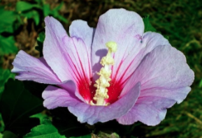 flores para desintoxicar el cuero cabelludo