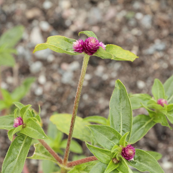 gomphrena fortaleza y luminosidad para una melena deslumbrante