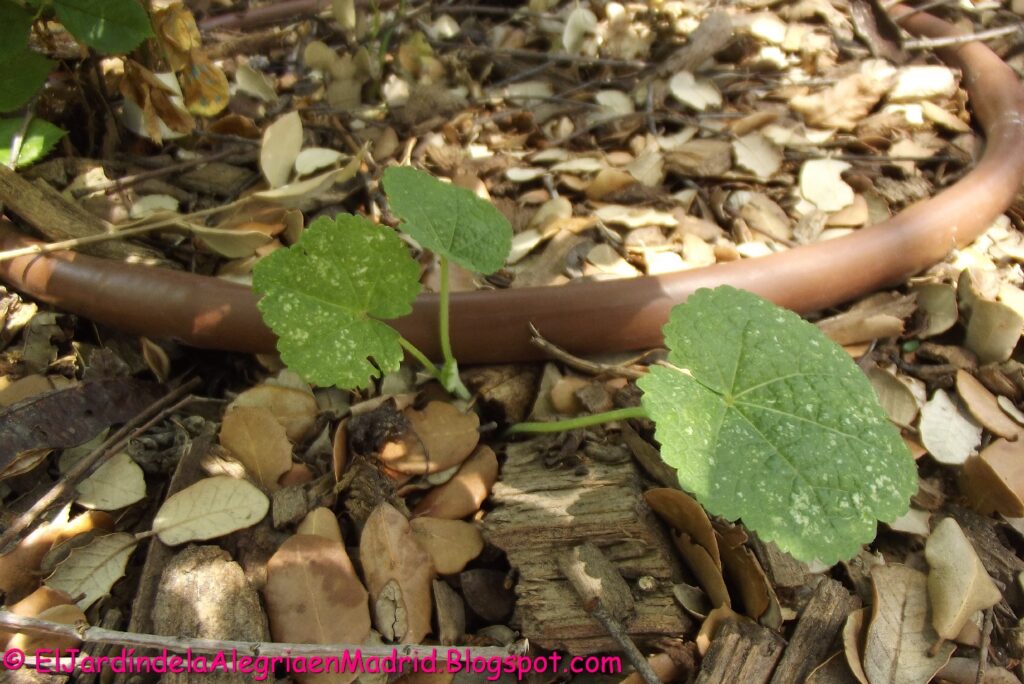 hidratacion y suavidad con malva real