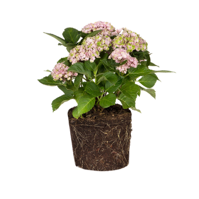 hortensia frescura y volumen para una melena deslumbrante