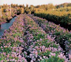 melena unica renovacion y brillo con ceanothus