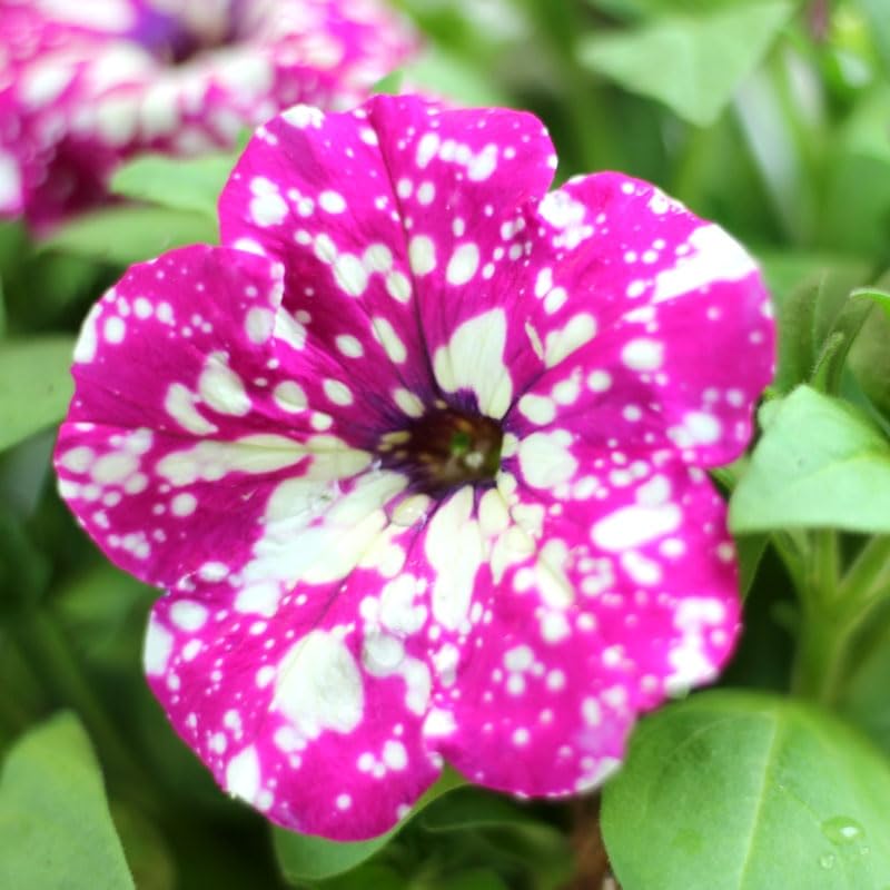 petunia belleza capilar fresca