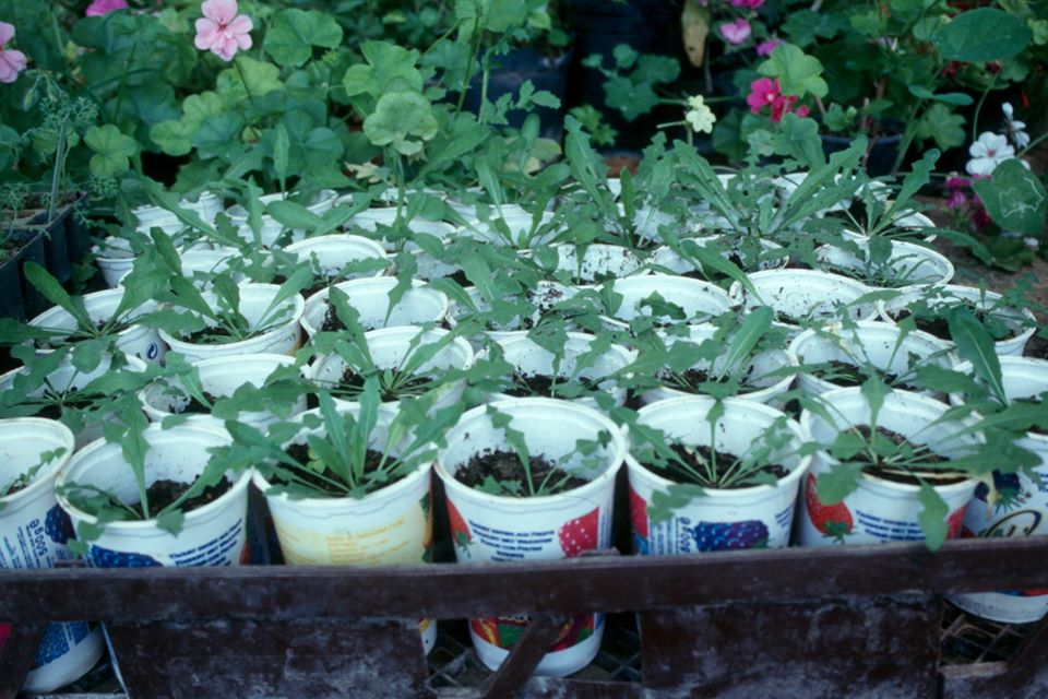 taraxacum renovacion y brillo desde la raiz