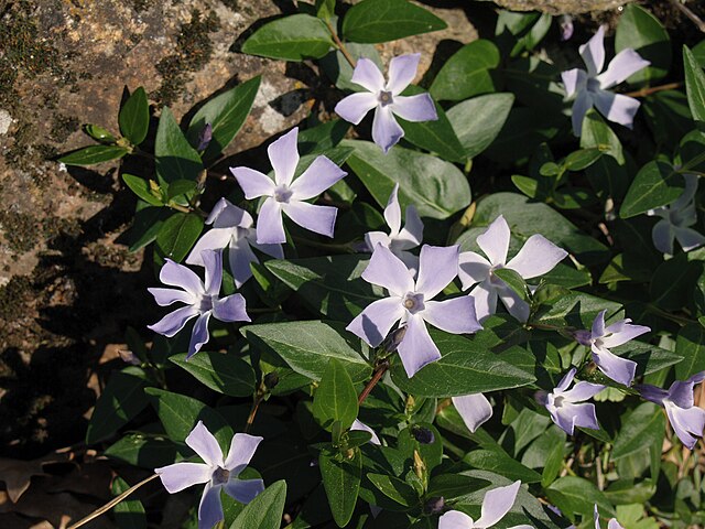 vincapervinca fortaleza y vitalidad capilar