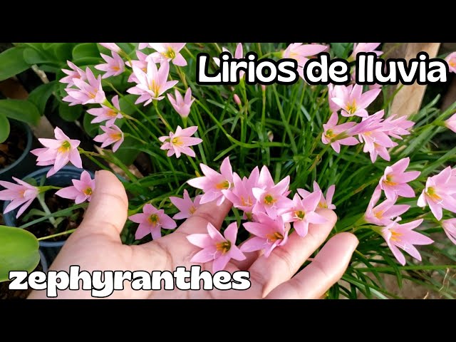 zephyranthes renovacion desde la raiz